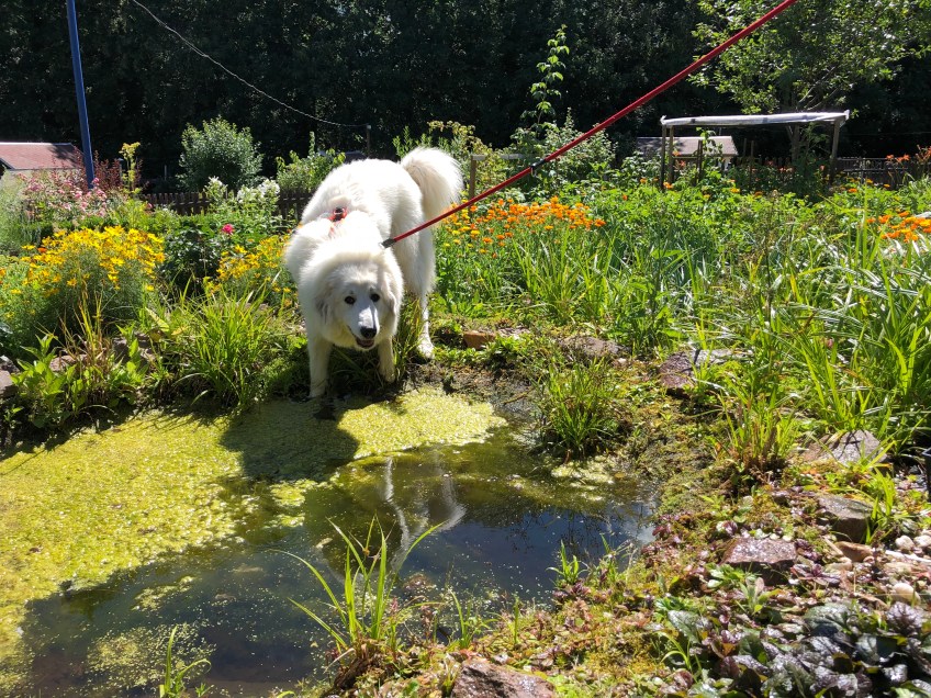 Bella am Gartenteich