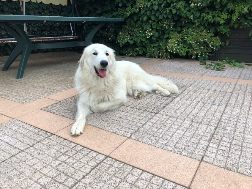 Ich warte auf meinen großen Mensch