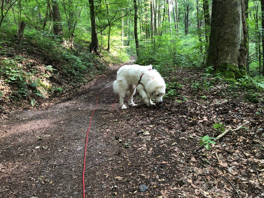 Abendspaziergang im Wald beim Bächlein