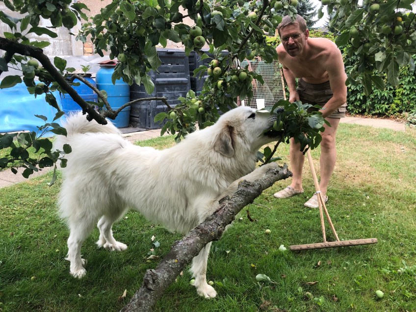 … Baum ausschneiden …