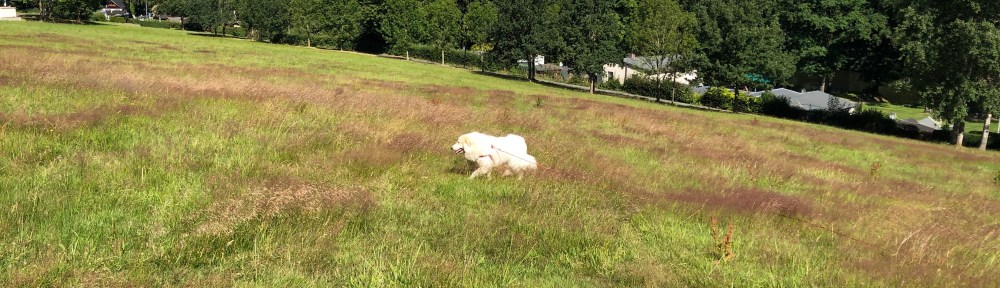 Ich flitze über die große Wiese, einfach so