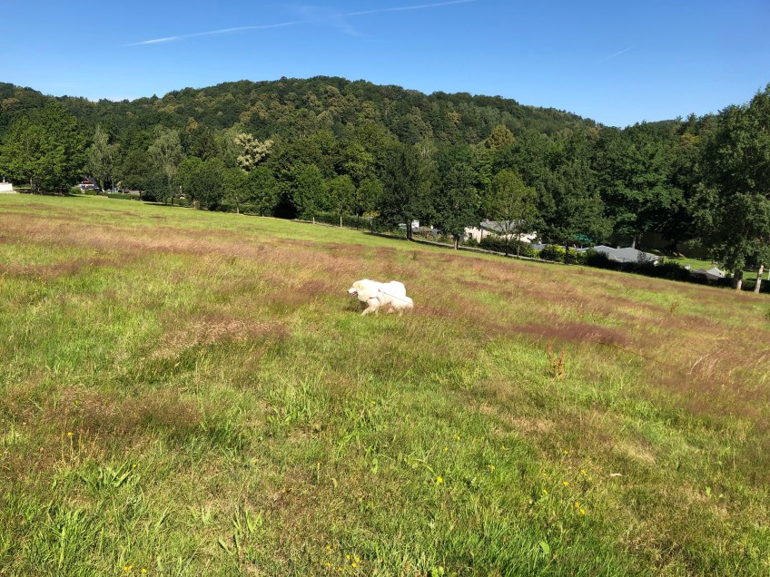 Ich flitze über die große Wiese, einfach so