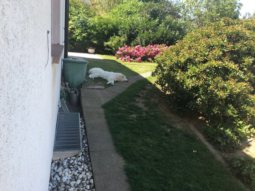 Pyriprinzessinnenschönheitsschlaf – im Schatten!