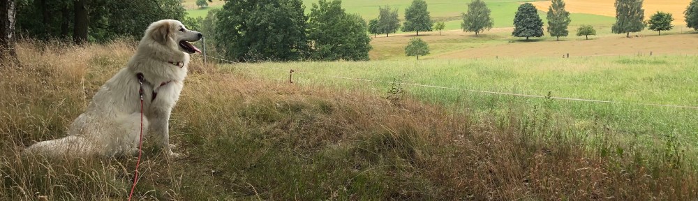 Bella beobachtet Rehe – wer sie entdeckt hat gute Augen