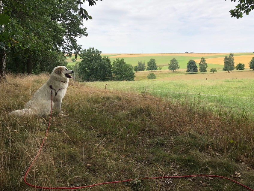 Bella beobachtet Rehe – wer sie entdeckt hat gute Augen