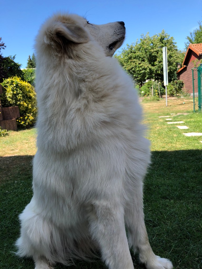 Bella beobachtet ein Flugzeug