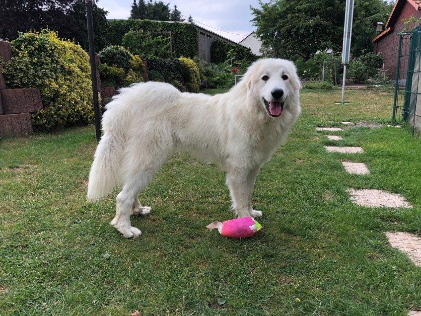 Die Bella mit ihrem bunten Ball