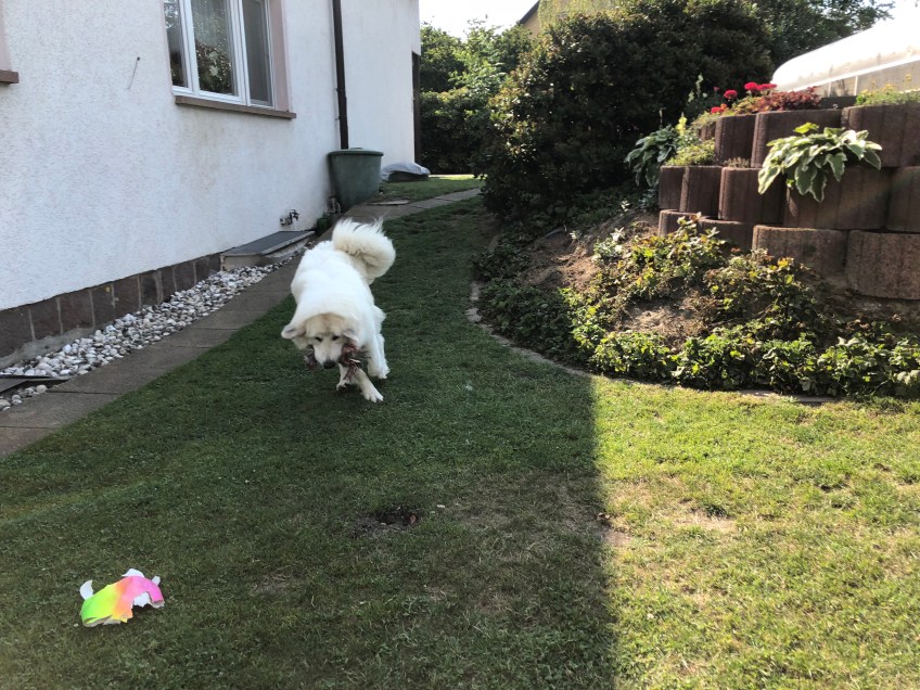 Achtung! Eine Bella!