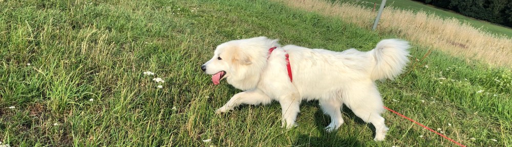 Abendspaziergang auf der großen Feldwiese