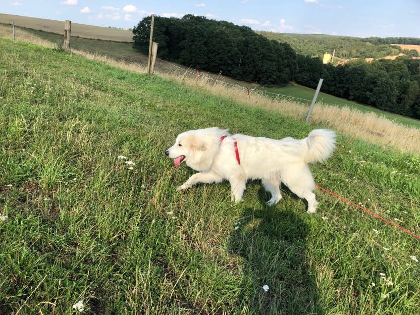 Abendspaziergang auf der großen Feldwiese