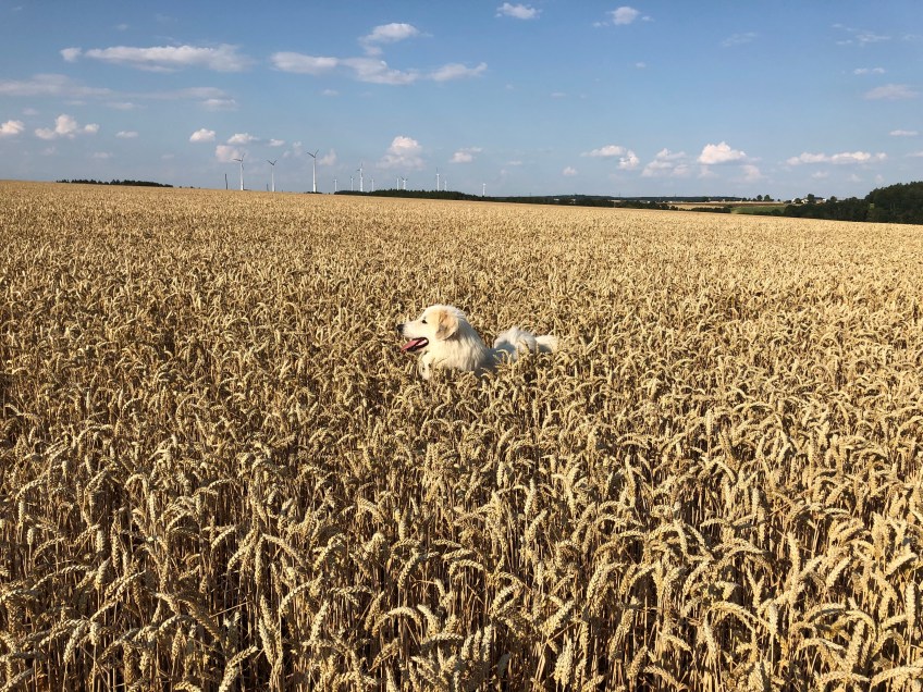 Die Bella im Weichweizen