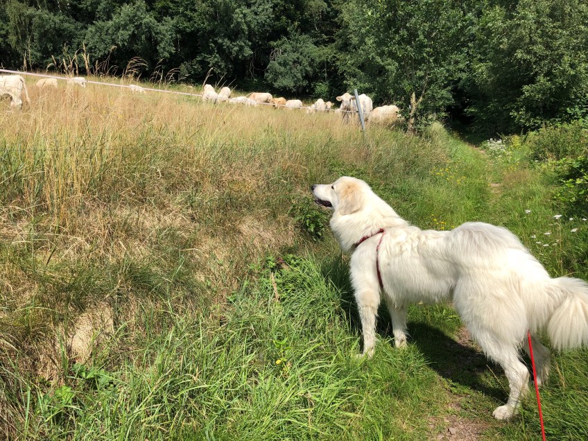 Bella und die Pyrenäenbergrindviehcher