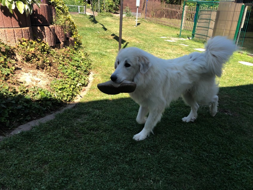 Hab meinem großen Mensch den Schuh gemopst