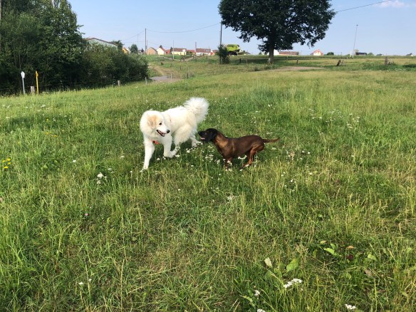 Die Bella und die Cora auf der großen Feldwiese