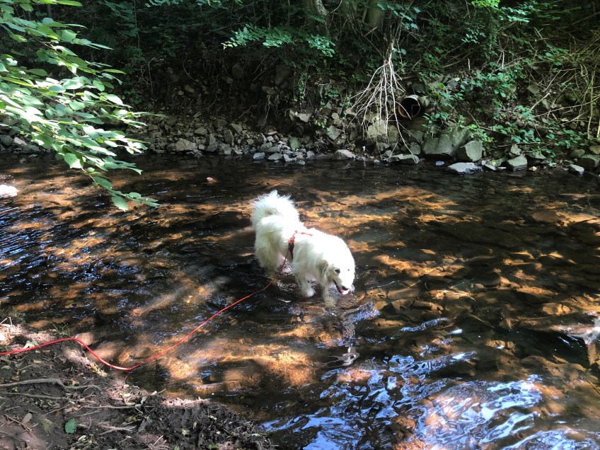 Die Bella geht Baden im Gottesaubach