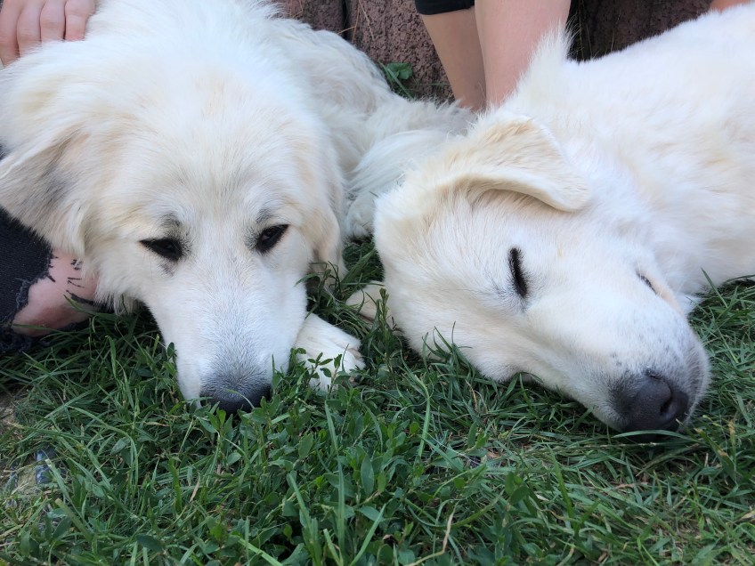 Die Prinzessinnen ruhen