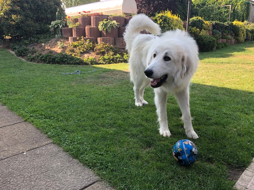 Mit meinem Ball in meinem Garten