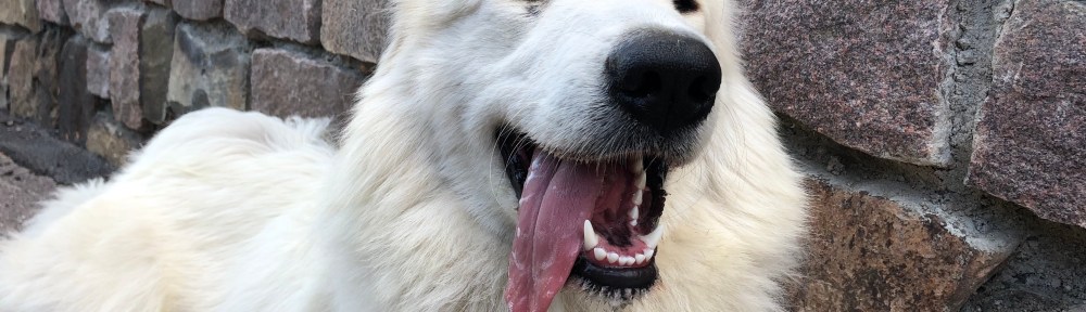 Die Bella macht eine Pause