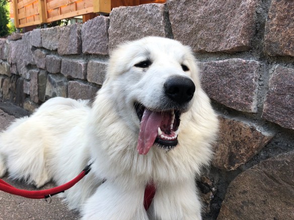 Die Bella macht eine Pause