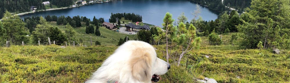 Bella auf der Panoramaalm (2.000 m) mit Blick auf den Turracher See (1.763 m)