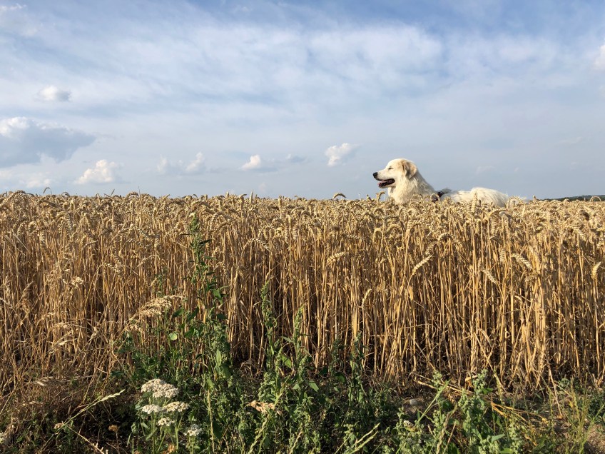 Pyrenäenbergprinzessin im Weichweizenfeld