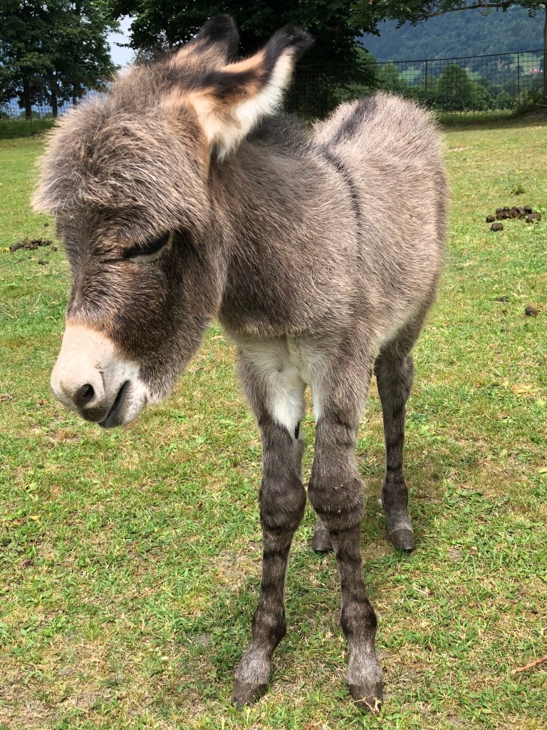 Kleiner Esel