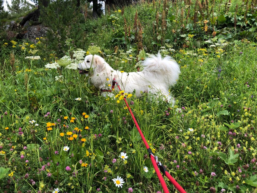 Schöne bute Wiese beim Abendspaziergang