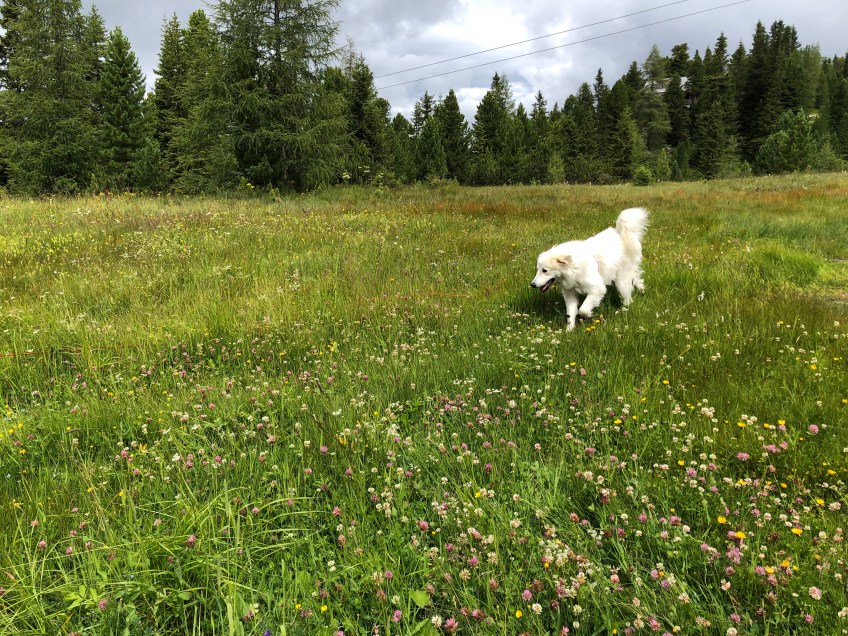 Bella auf der bunten Wiese