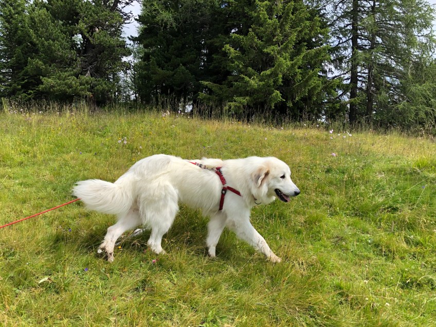 Bella auf der Bergwiese