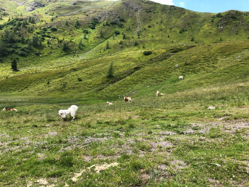 Bella und die Bergkühe