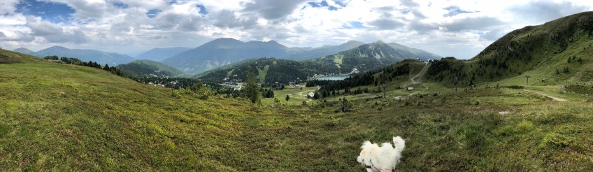 Bergpanorama mit Pyrenäenberghündin
