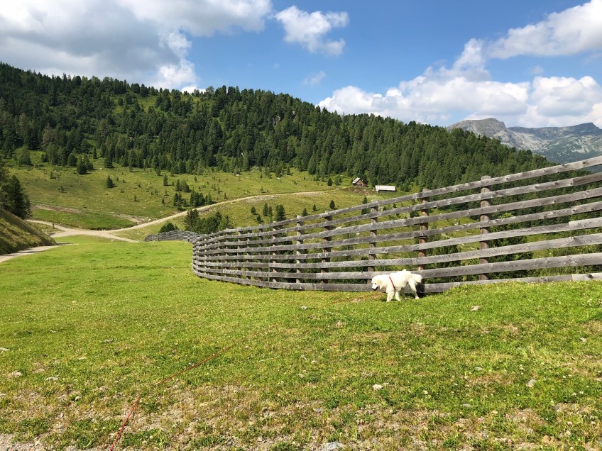 Die Bella an der Schafalm