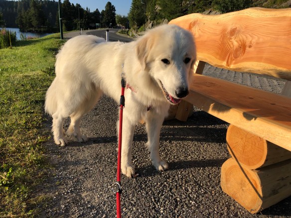 Bella beim Morgenspaziergang am Turracher See