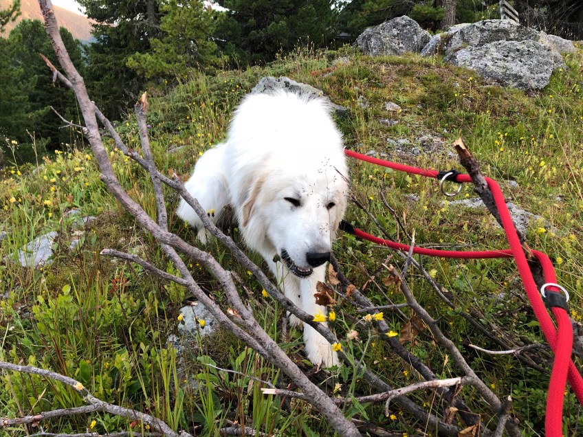 Bella kaut alte Sträucher
