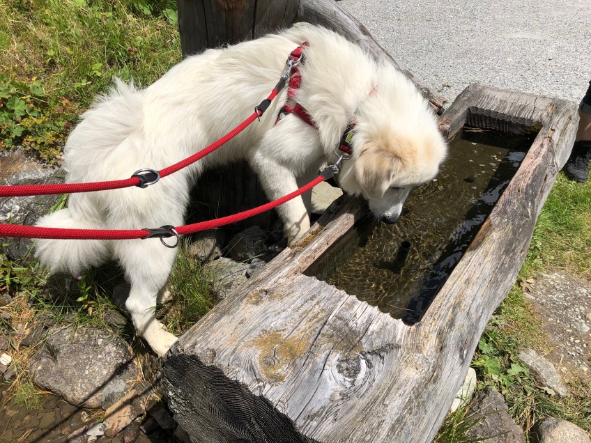 … hmmm, lecker 🐶🤤🐶
