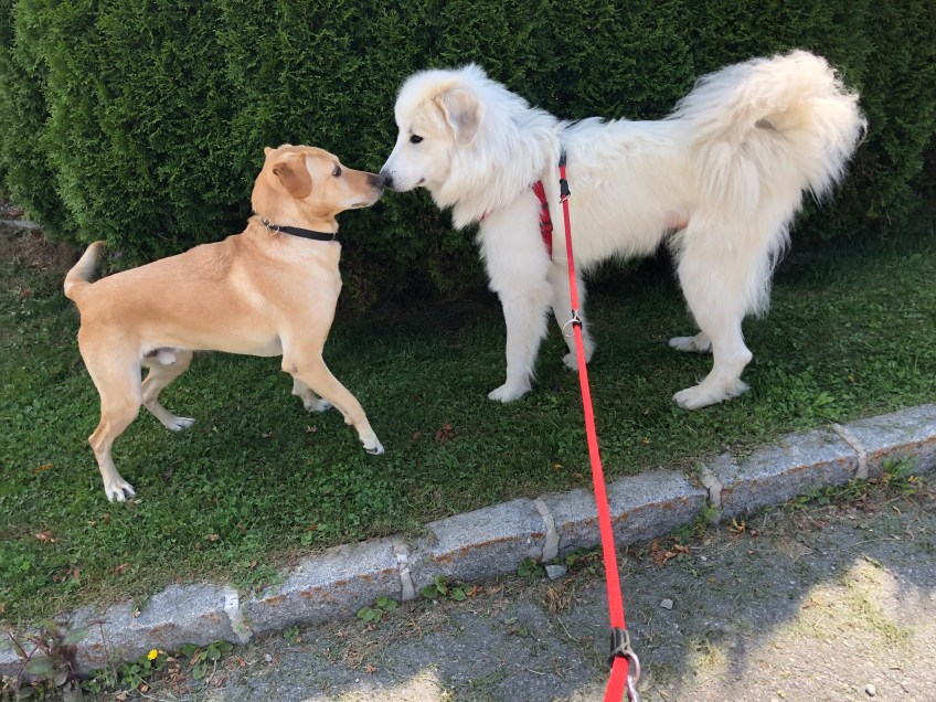 Bella trift einen Hund