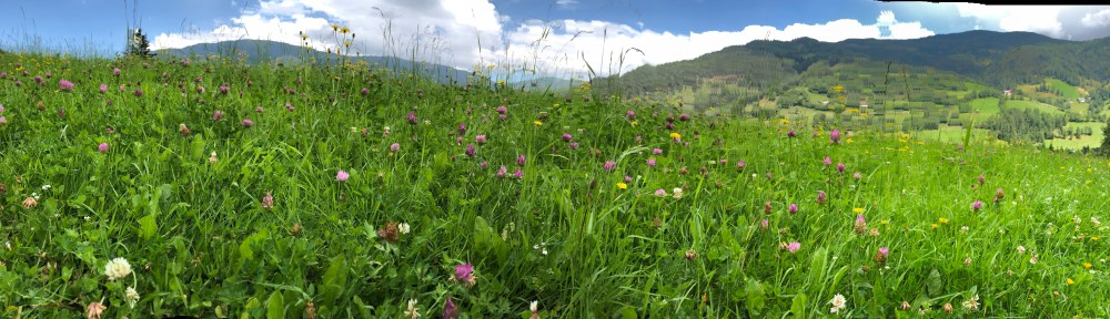 Almwiesenpanorama