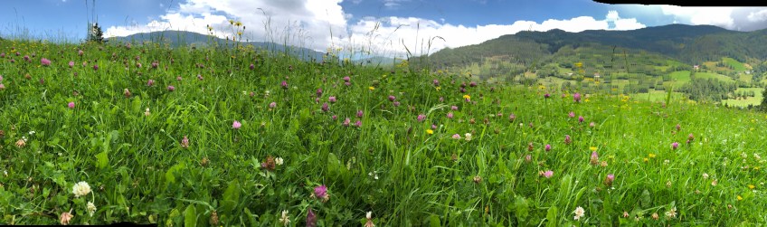Almwiesenpanorama
