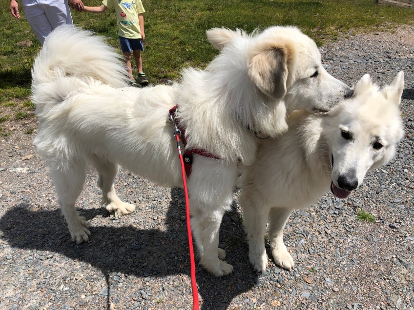 … einen Weißen Schäferhund-Junge