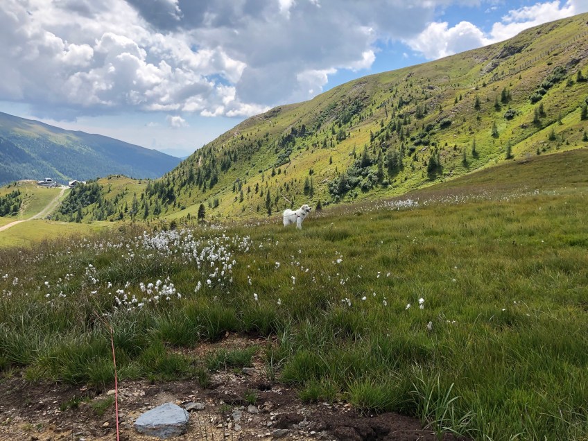 Berghündin in den Bergen