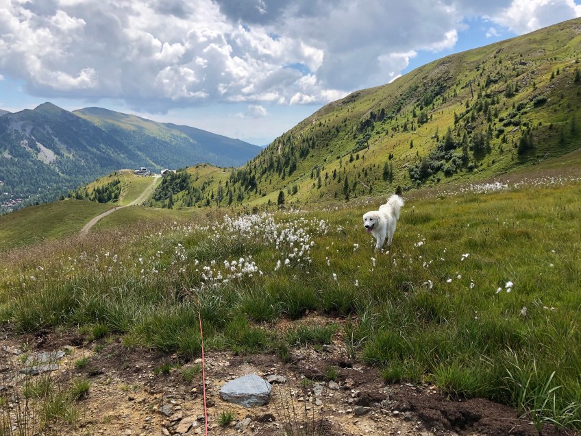 Naaaa? Bin ich eine Berghündin oder bin ich eine Berghündin?