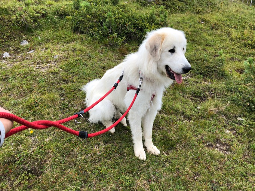 Es geht wieder bergab