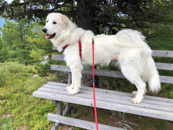 Morgenspaziergang – ich bin die Chefin von den Alpen!