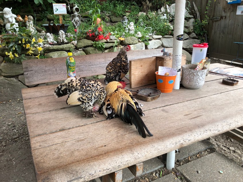 Hühnerns im Eselnspark