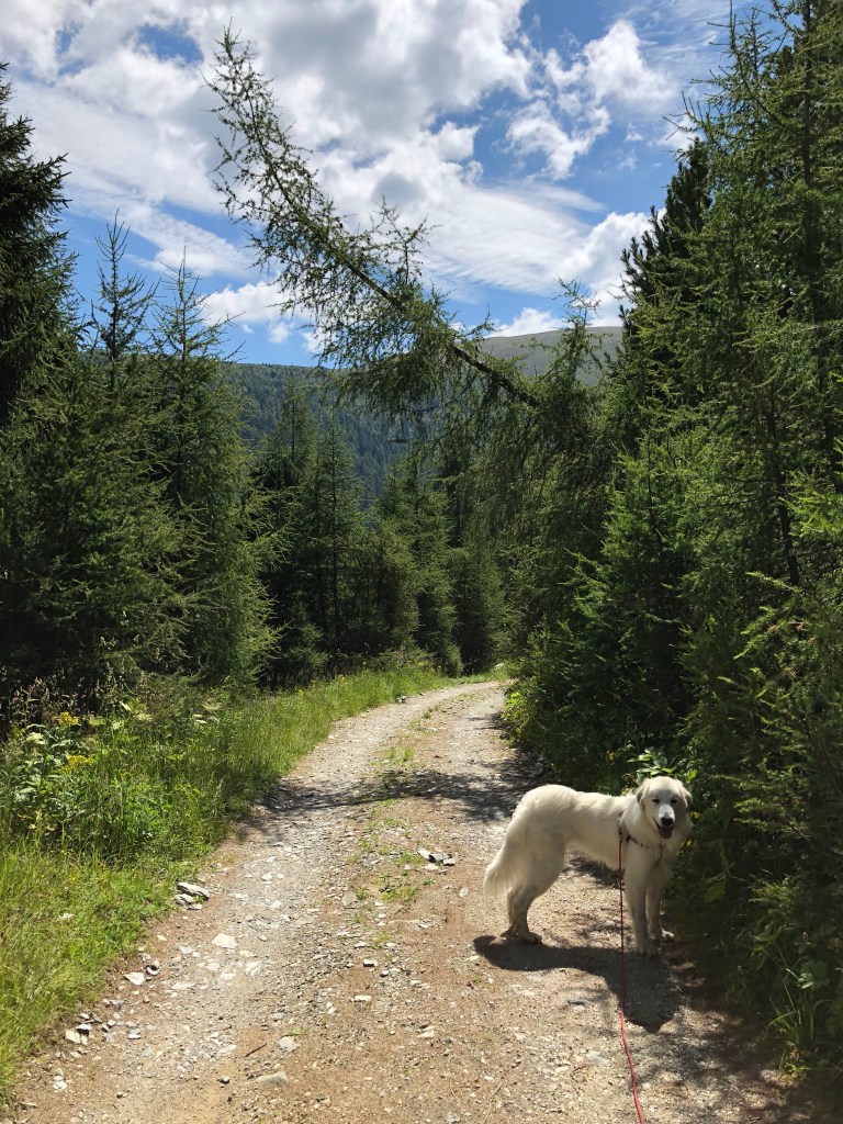 Bella am schiefen Baum
