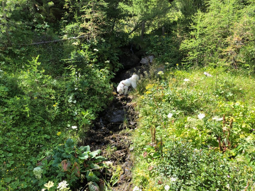 Am kleinen Bergbächlein