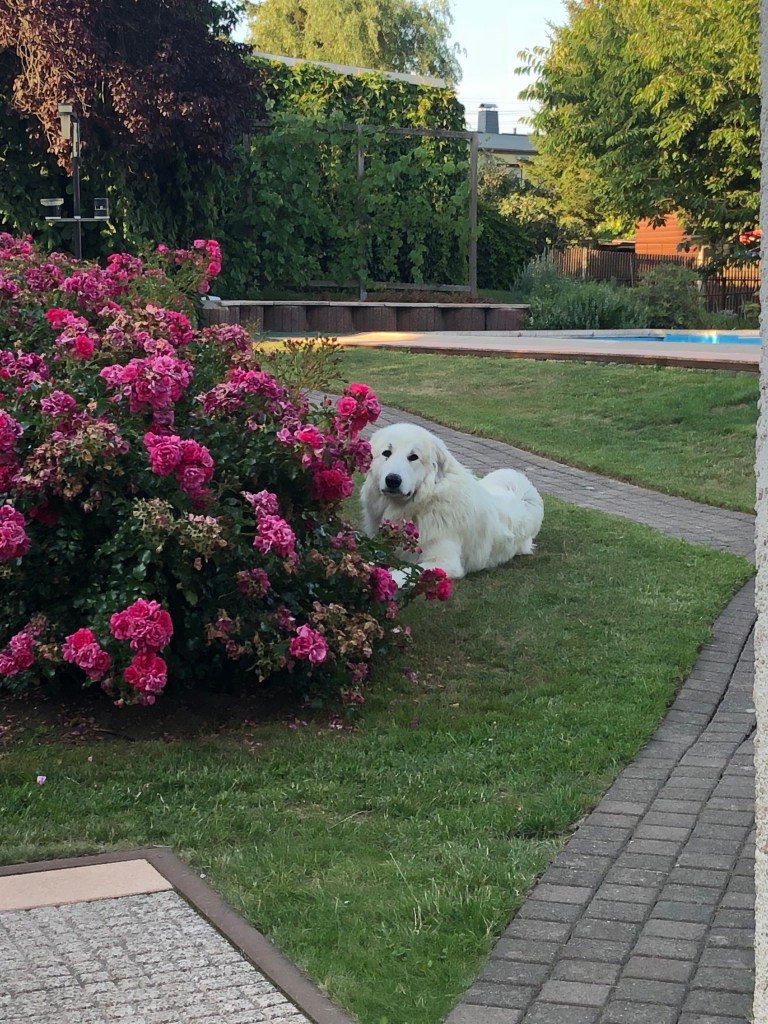 Hinter den Rosen versteckt