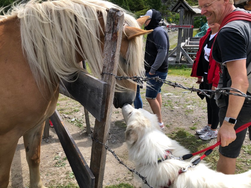 Pferdekussi 🐶😘🐶