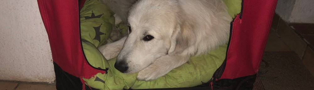 Die Bella in ihrem rotrn Ferienhaus