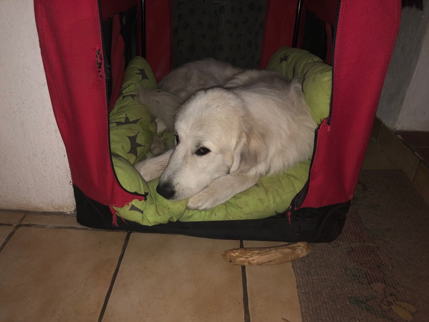 Die Bella in ihrem rotrn Ferienhaus